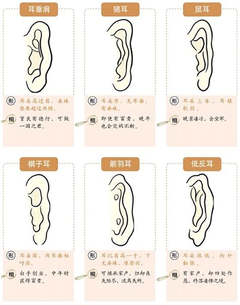 尖耳朵面相|面相耳朵图解【最详细版】 – 杨易德全集官网